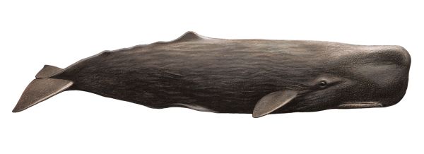 鲸鱼PNG透明元素免抠图素材 16素材网编号:19237