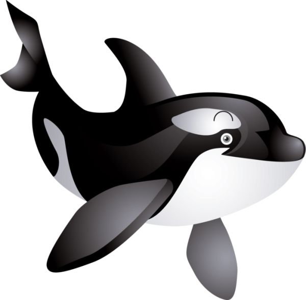鲸鱼PNG透明背景免抠图元素 16图库网编号:19238