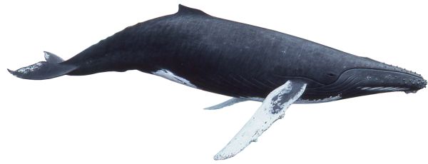 鲸鱼PNG透明背景免抠图元素 16图库网编号:19239