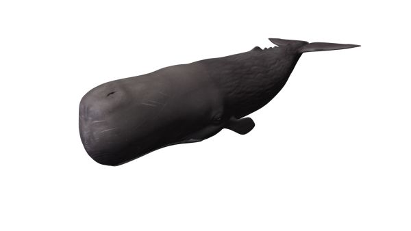 鲸鱼PNG透明背景免抠图元素 16图库网编号:19240