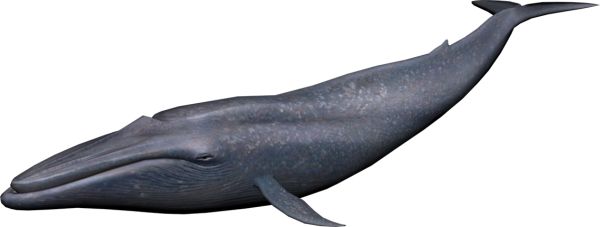 鲸鱼PNG透明背景免抠图元素 素材中国编号:19241