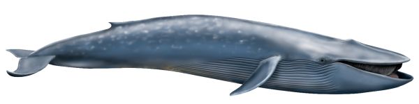 鲸鱼PNG透明元素免抠图素材 16素材网编号:19245