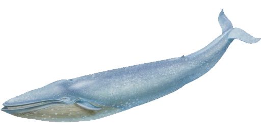 鲸鱼PNG透明元素免抠图素材 16素材网编号:19246
