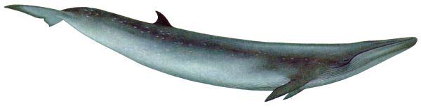 鲸鱼PNG透明背景免抠图元素 16图库网编号:19248