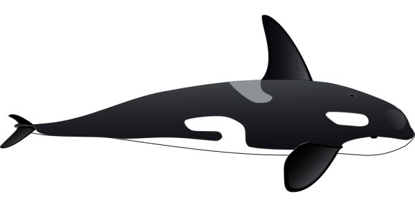 鲸鱼PNG透明元素免抠图素材 16素材网编号:19249
