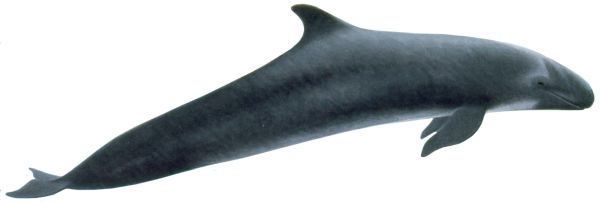 鲸鱼PNG透明元素免抠图素材 16素材网编号:19250