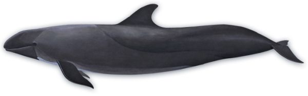 鲸鱼PNG透明背景免抠图元素 素材中