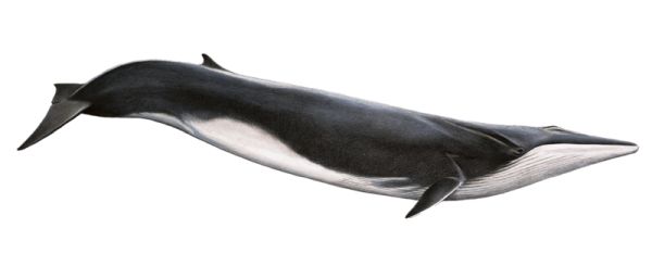 鲸鱼PNG透明背景免抠图元素 16图库网编号:19252