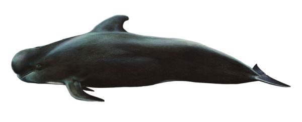 鲸鱼PNG透明背景免抠图元素 素材中国编号:19255