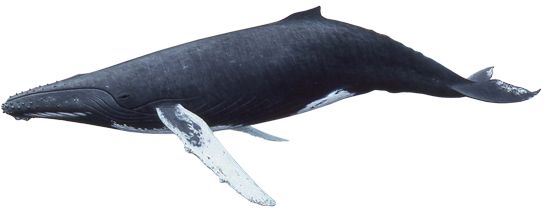 鲸鱼PNG透明背景免抠图元素 素材中国编号:19257