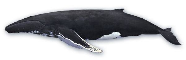 鲸鱼PNG透明元素免抠图素材 16素材网编号:19258
