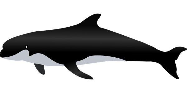 鲸鱼PNG透明元素免抠图素材 16素材网编号:19259