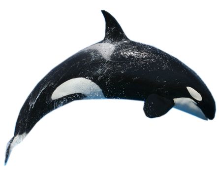 鲸鱼PNG免抠图透明素材 16设计网编号:19260