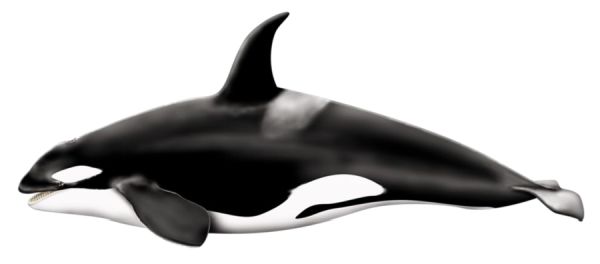 鲸鱼PNG透明背景免抠图元素 素材中国编号:19261