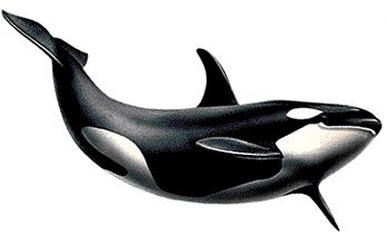 鲸鱼PNG透明背景免抠图元素 16图库网编号:19262