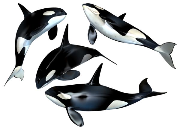 鲸鱼PNG免抠图透明素材 16设计网编号:19264