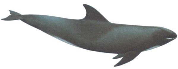 鲸鱼PNG透明背景免抠图元素 素材中国编号:19265