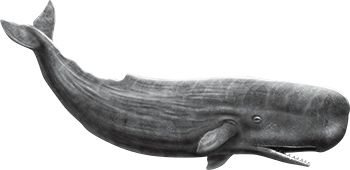鲸鱼PNG透明背景免抠图元素 素材中国编号:19266