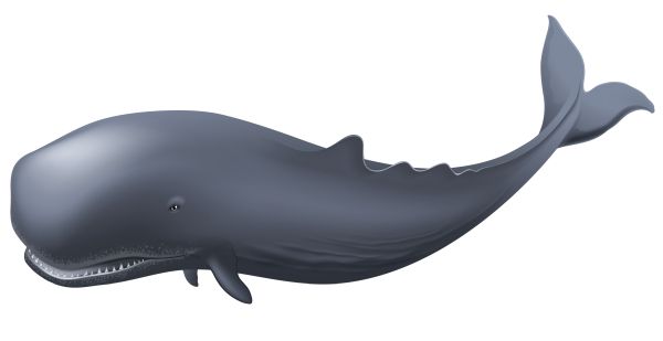 鲸鱼PNG透明背景免抠图元素 16图库网编号:19268