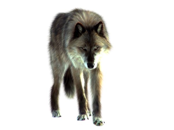 狼 PNG免抠图透明素材 16设计网编号:23199