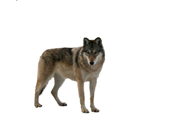 狼 PNG免抠图透明素材 16设计网编号:23206
