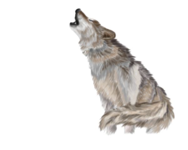 狼 PNG免抠图透明素材 16设计网编号:23209