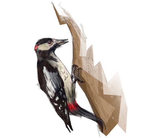 啄木鸟 PNG透明背景免抠图元素 素材中国编号:67196