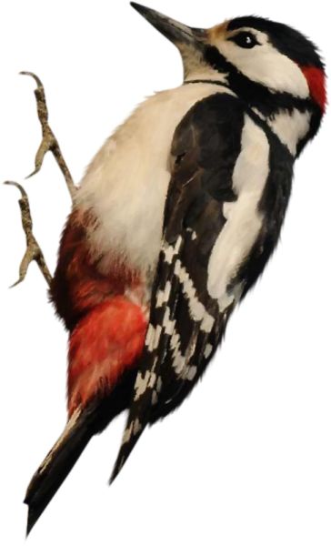 啄木鸟 PNG透明背景免抠图元素 16图库网编号:67197