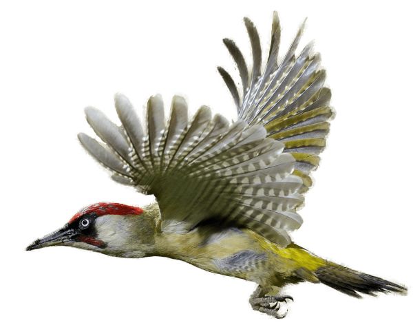啄木鸟 PNG透明背景免抠图元素 16图库网编号:67198