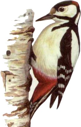 啄木鸟 PNG透明背景免抠图元素 16图库网编号:67200