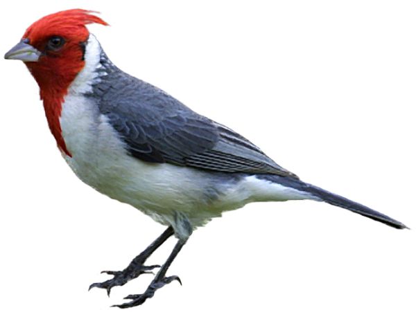 啄木鸟 PNG免抠图透明素材 16设计网编号:67203