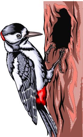 啄木鸟 PNG透明背景免抠图元素 16图库网编号:67204