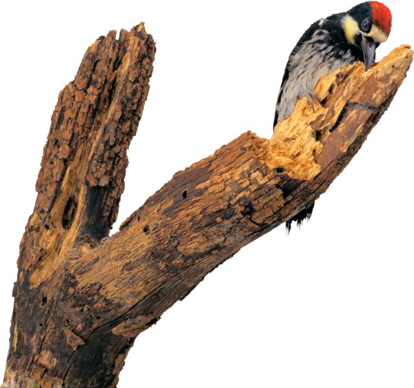 啄木鸟 PNG免抠图透明素材 16设计网编号:67188