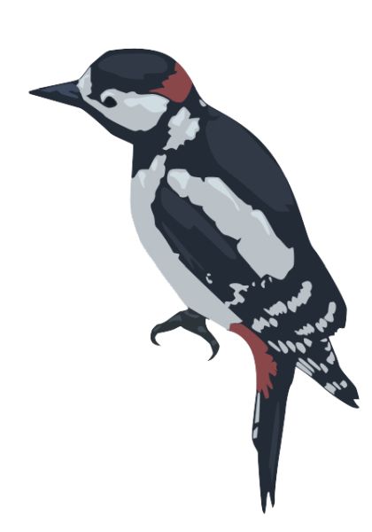 啄木鸟 PNG免抠图透明素材 16设计网编号:67206