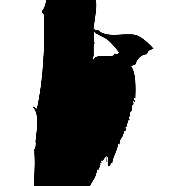 啄木鸟 PNG免抠图透明素材 普贤居素材编号:67209