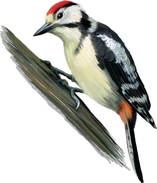 啄木鸟 PNG透明元素免抠图素材 16素材网编号:67210