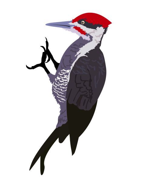 啄木鸟 PNG免抠图透明素材 素材天下编号:67214