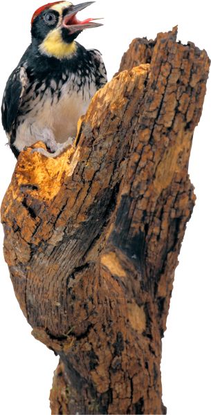 啄木鸟 PNG透明背景免抠图元素 素材中国编号:67189