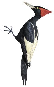 啄木鸟 PNG透明背景免抠图元素 16图库网编号:67216