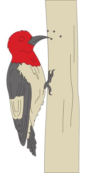 啄木鸟 PNG透明背景免抠图元素 16图库网编号:67219