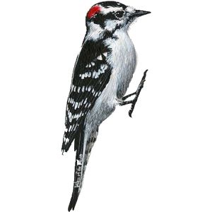啄木鸟 PNG免抠图透明素材 16设计网编号:67223