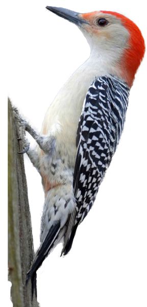 啄木鸟 PNG透明元素免抠图素材 16素材网编号:67225