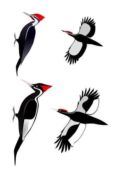 啄木鸟 PNG免抠图透明素材 16设计网编号:67190