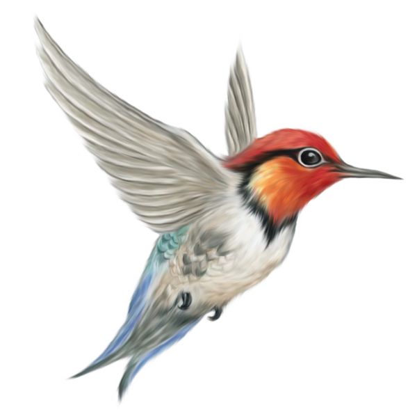 啄木鸟 PNG免抠图透明素材 16设计网编号:67227