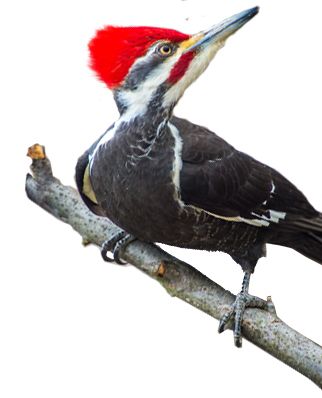 啄木鸟 PNG透明背景免抠图元素 16图库网编号:67230