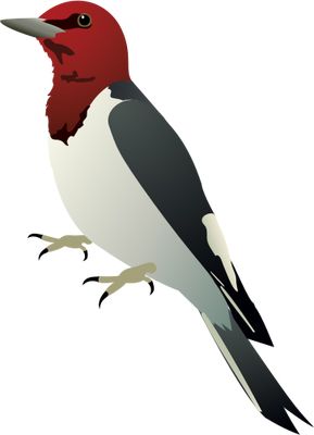 啄木鸟 PNG免抠图透明素材 素材天下编号:67194
