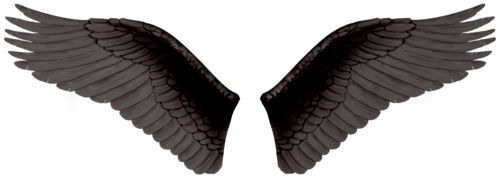 翅膀 PNG透明背景免抠图元素 16图库网编号:21775