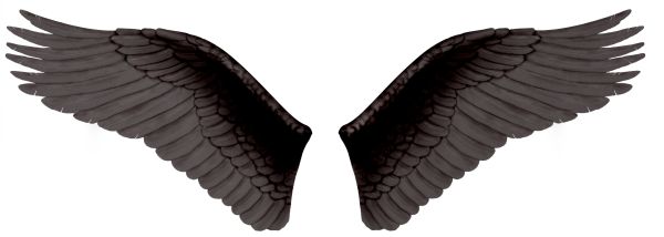 翅膀 PNG透明背景免抠图元素 素材中国编号:21784