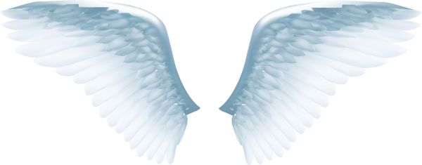 翅膀 PNG透明元素免抠图素材 16素材网编号:103440