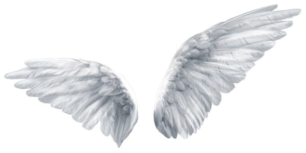 翅膀 PNG免抠图透明素材 16设计网编号:103456